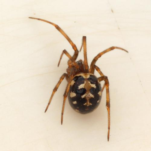 Réf. 288 442 : Steatoda triangulosa